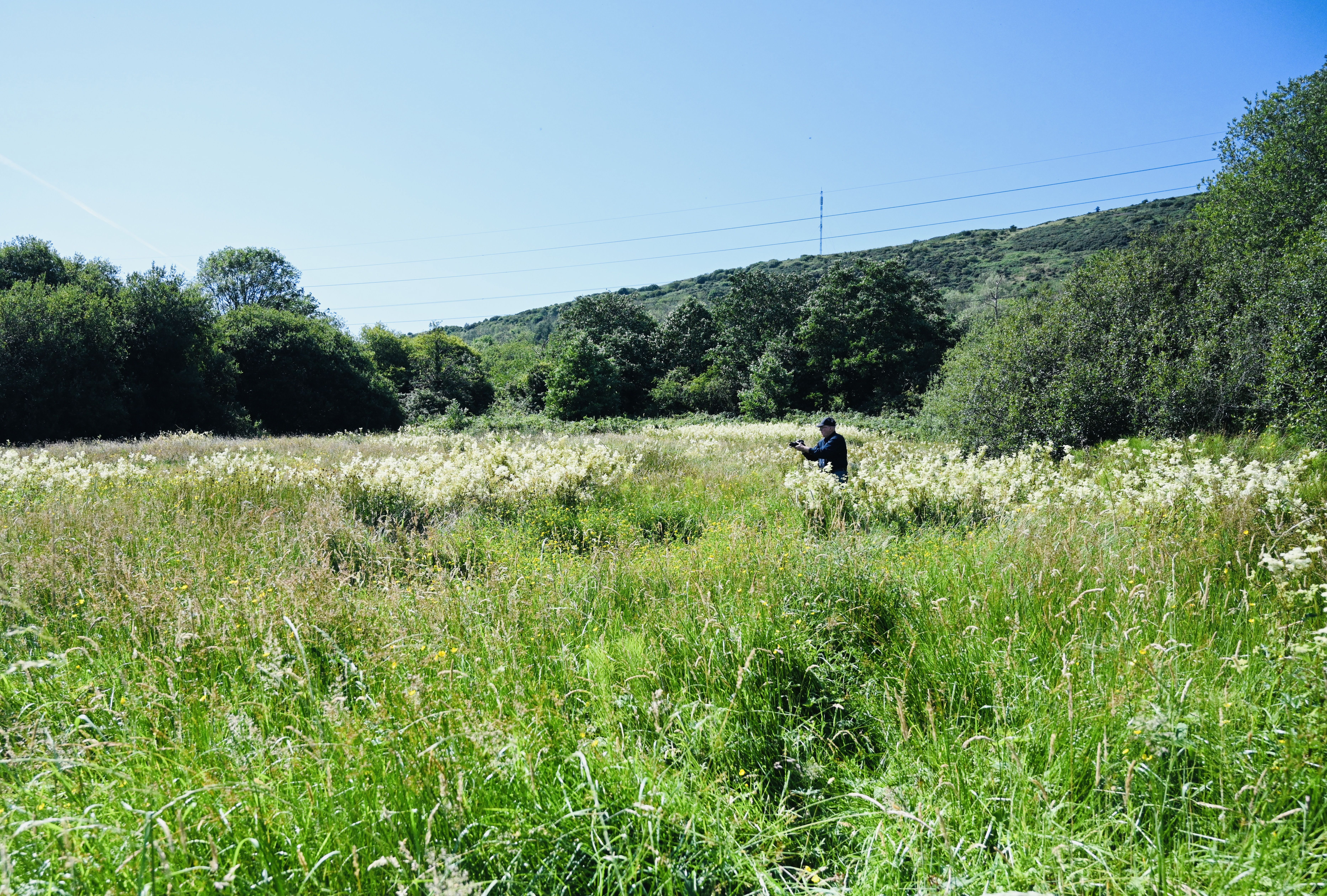 HIGH SUMMER: Wading through the verdant fields on the lower slopes of Divis and Black mountain takes quite a toll