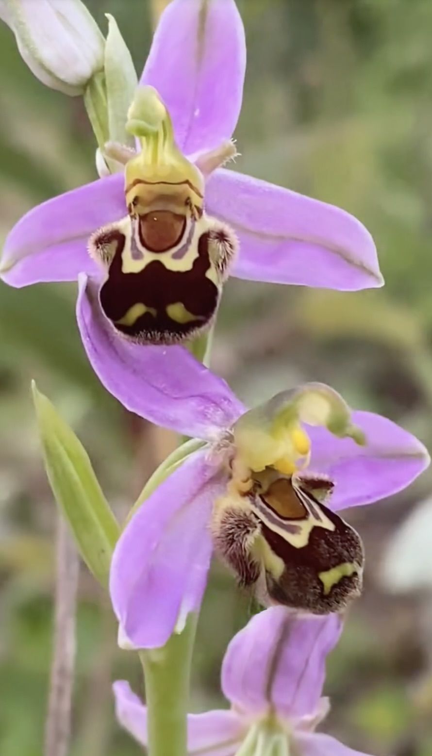 SENSATION: The discovery of the bee orchid on Black Mountain is a game-changer for the Belfast Hills