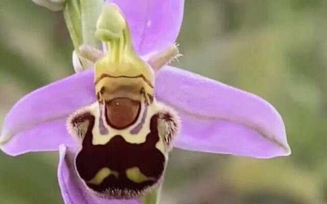 DÚLRA: Aaron’s bee orchid find is a dream come true