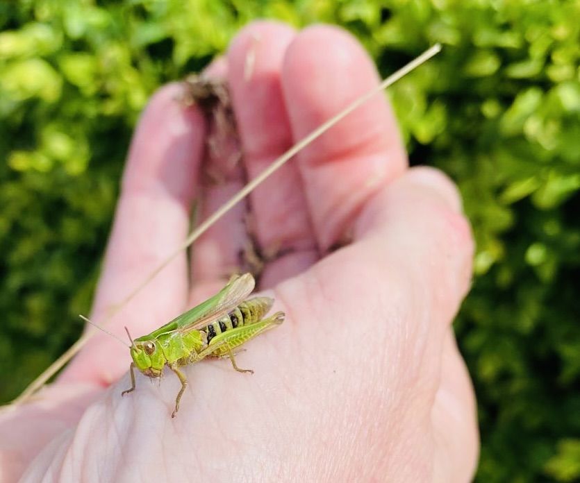 CHEESE!: Catching a grasshopper is not easy, but if you do they’ll happily pose in your hand