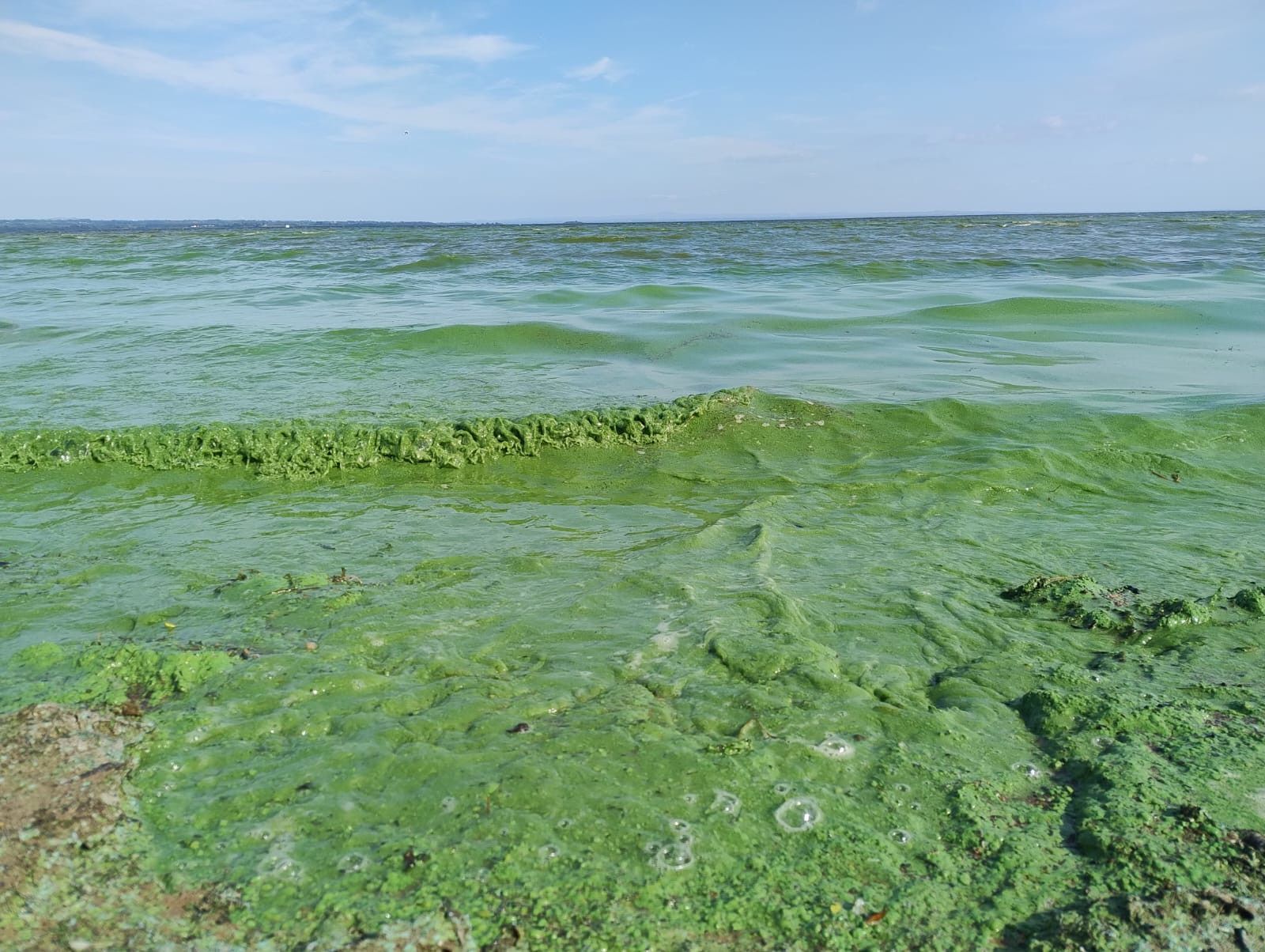 ALGAE: Lough Neagh at Ballyronan on August 18