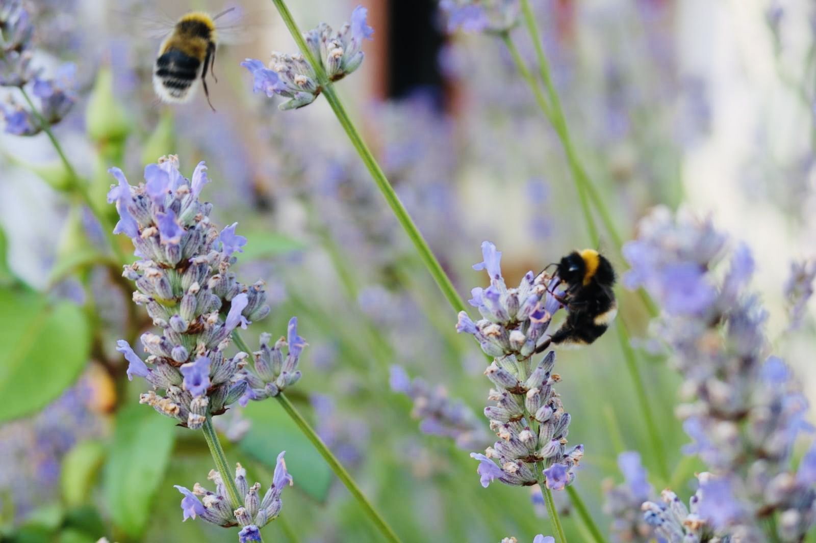 CROWD SCENE: Bees are attracted in huge numbers to Dúlra’s lavender as native flowers have already obeyed the call of autumn