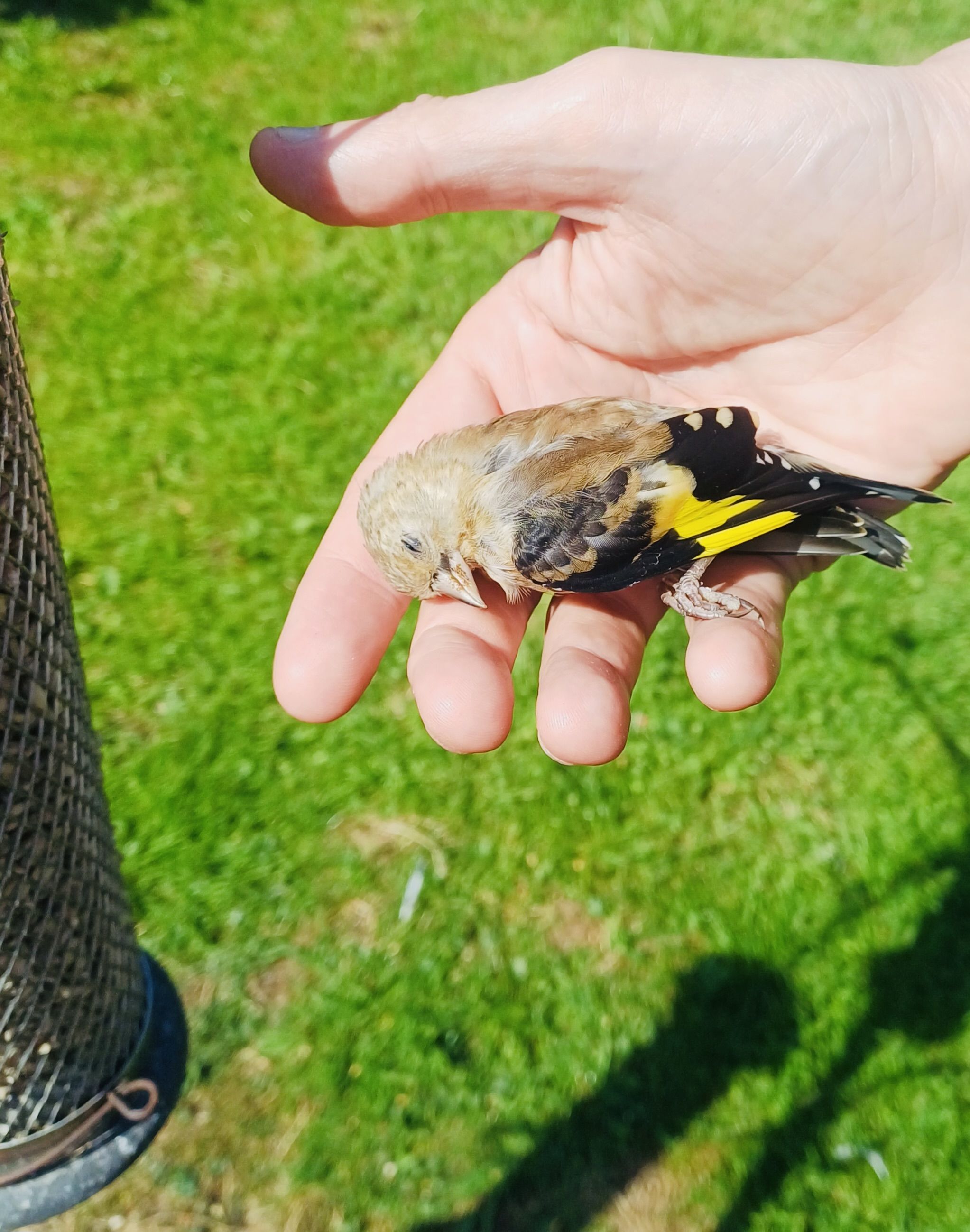 HEARTBREAKING: The warning signs on Dúlra’s windows weren’t enough to save this young goldfinch