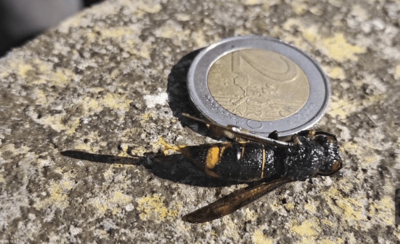 INVADER: This Asian hornet located in Cork just over three weeks ago has justifiably caused a massive panic