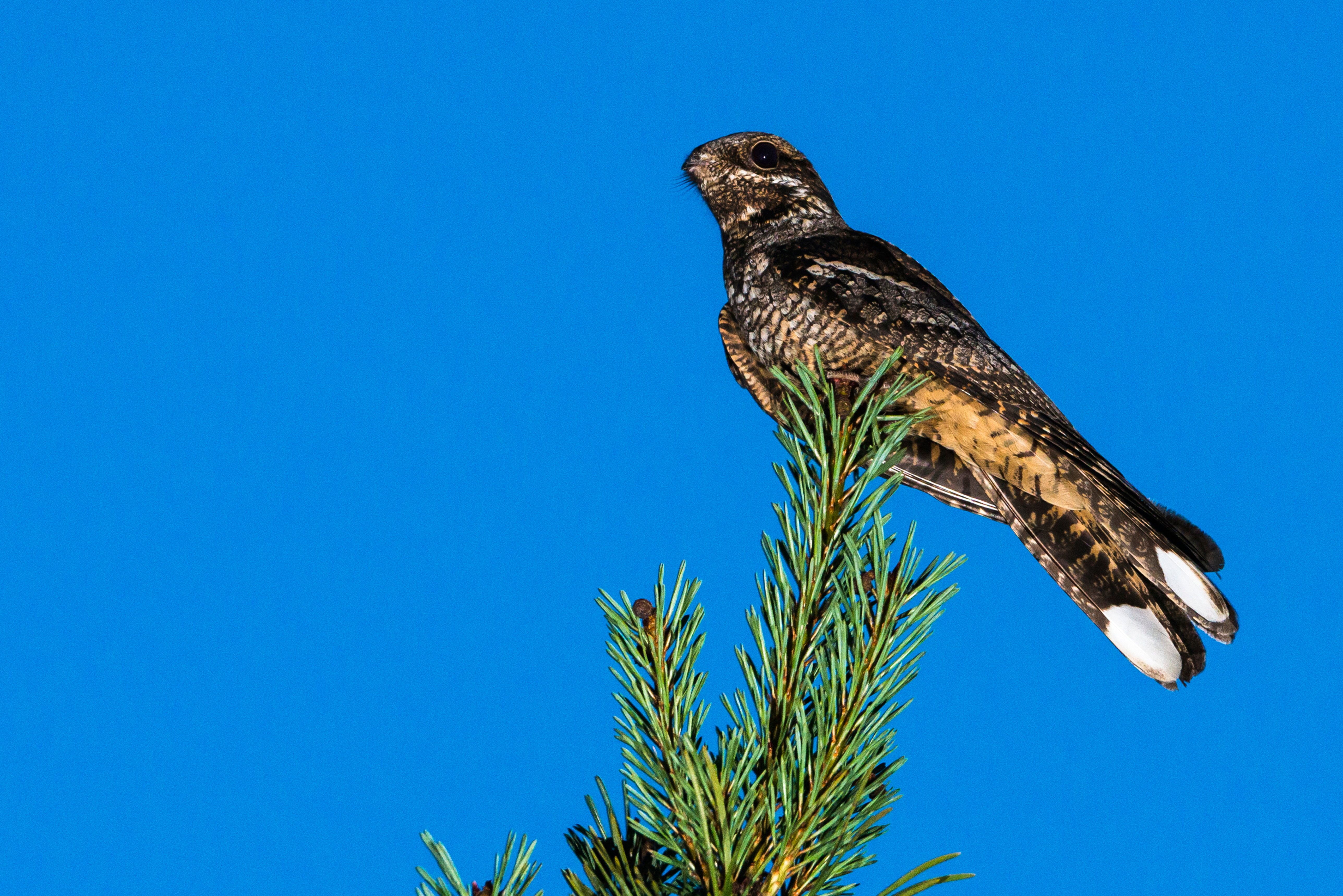 RARE: A nightjar in all its glory