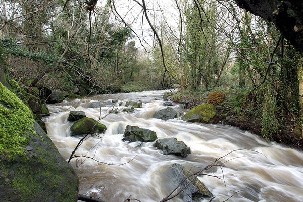 MINDFUL MOMENT: Bathing in the quiet beauty of the forest