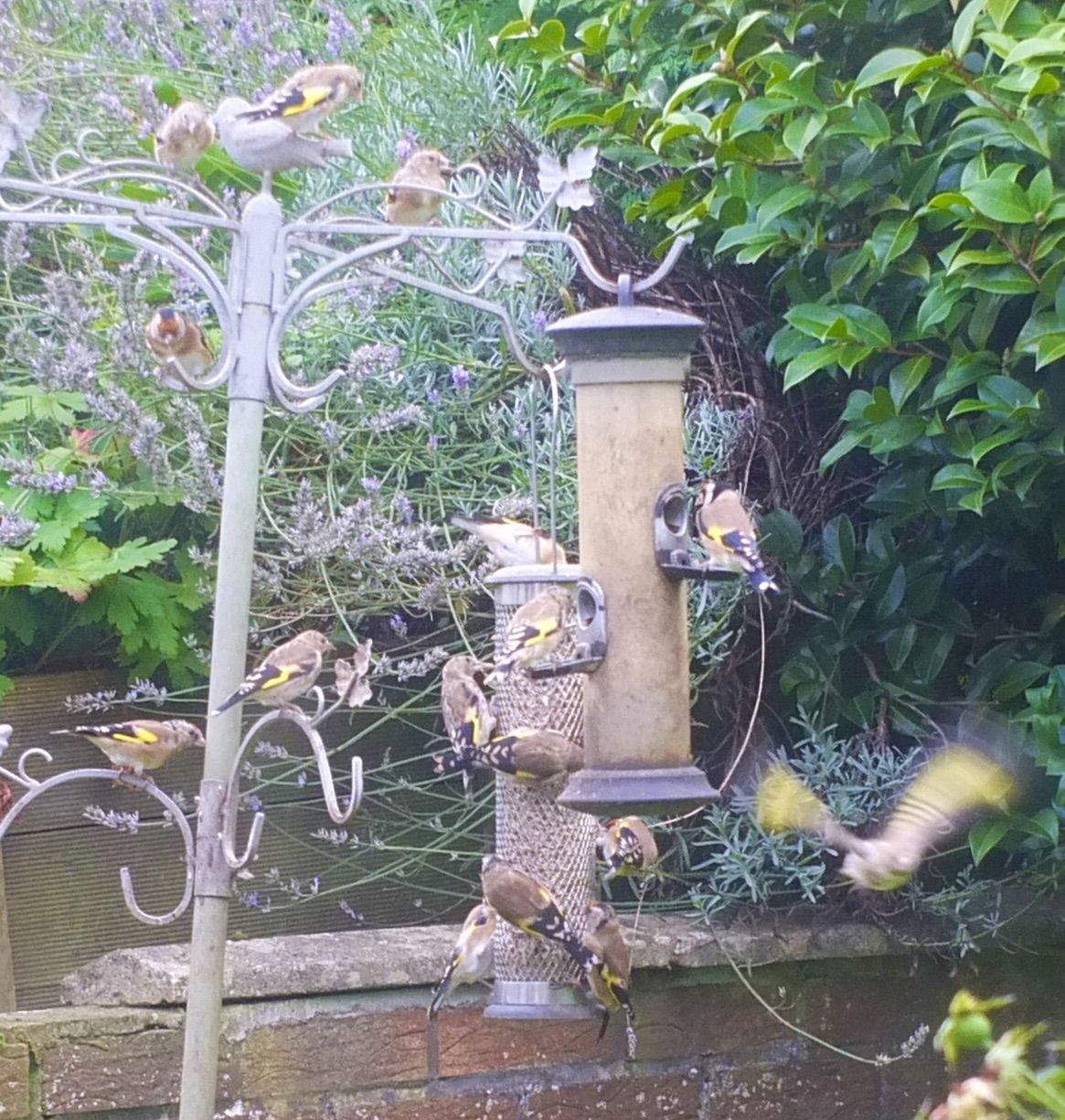 NUMBERS GAME: Goldfinches in Dúlra’s garden feasting on sunflower hearts; reader John Martin is also experiencing an influx