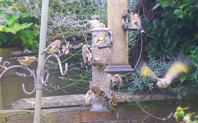DÚLRA: It’s goodbye pigeons and hello goldfinches