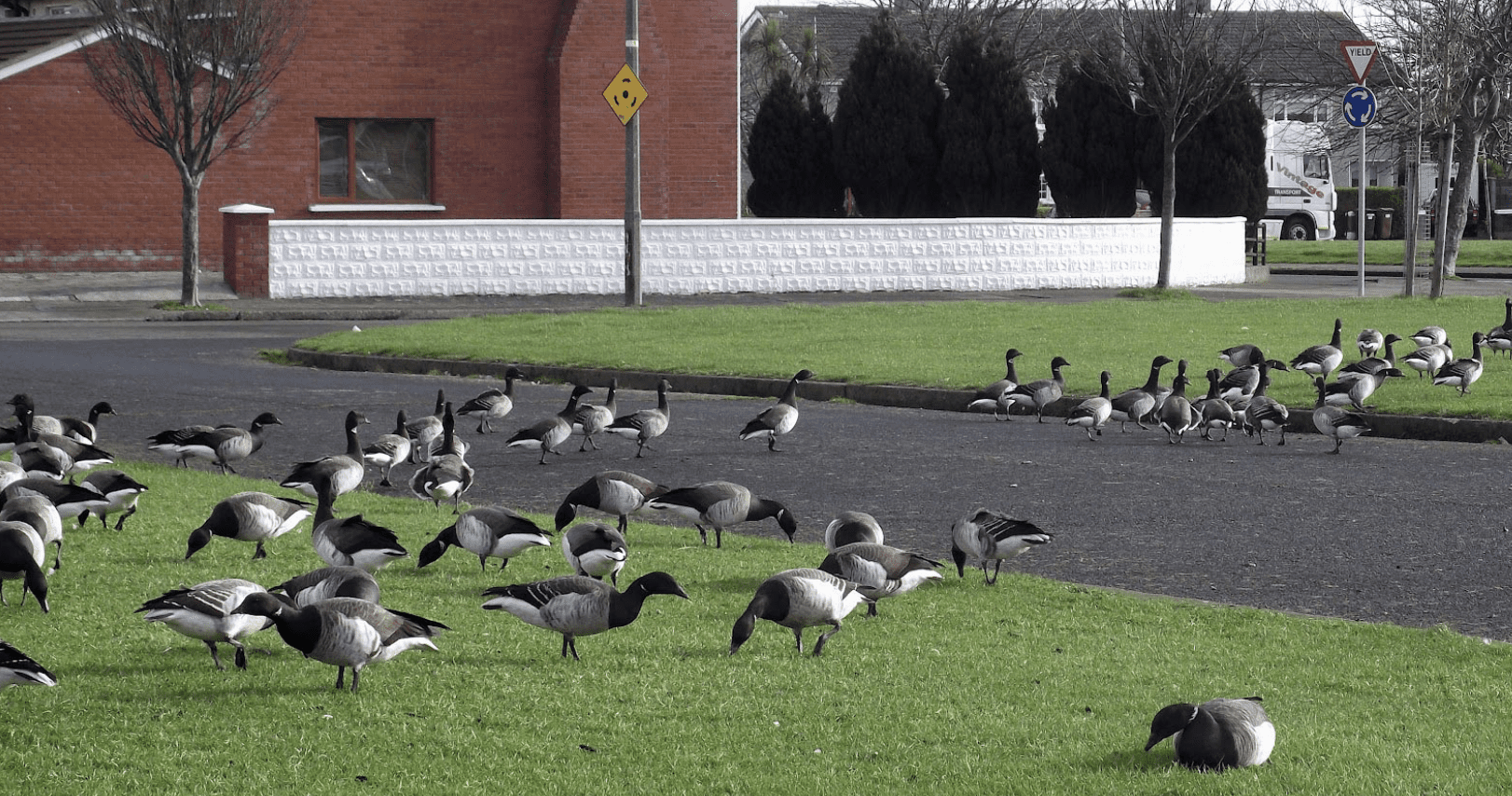 BON APPETIT: Brent geese like eelgrass, found in shallow water, but here they’re tucking into plain grass in a West Belfast housing estate