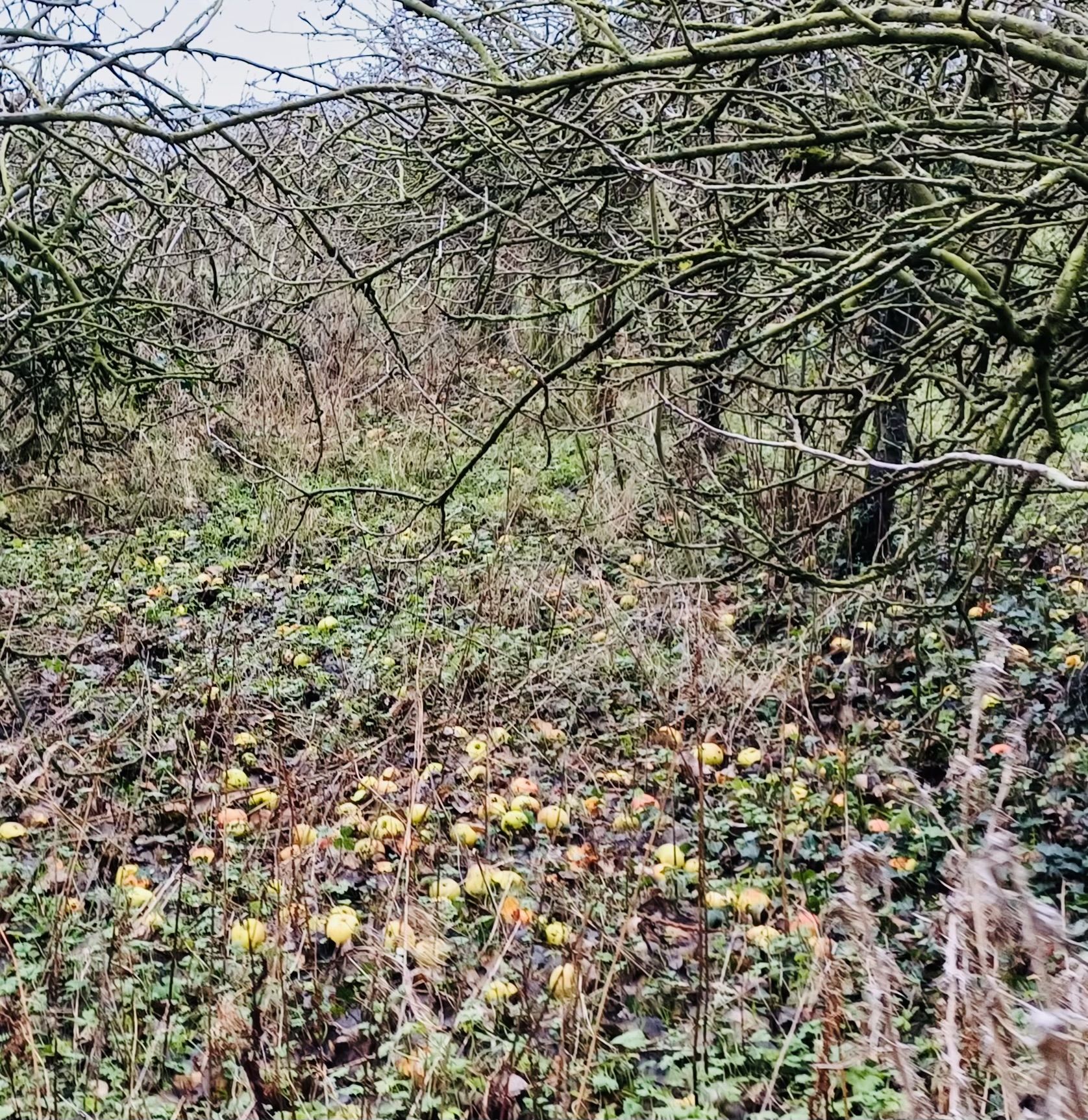 WINDFALL: The orchard was carpeted with apples being enjoyed by the fieldfares