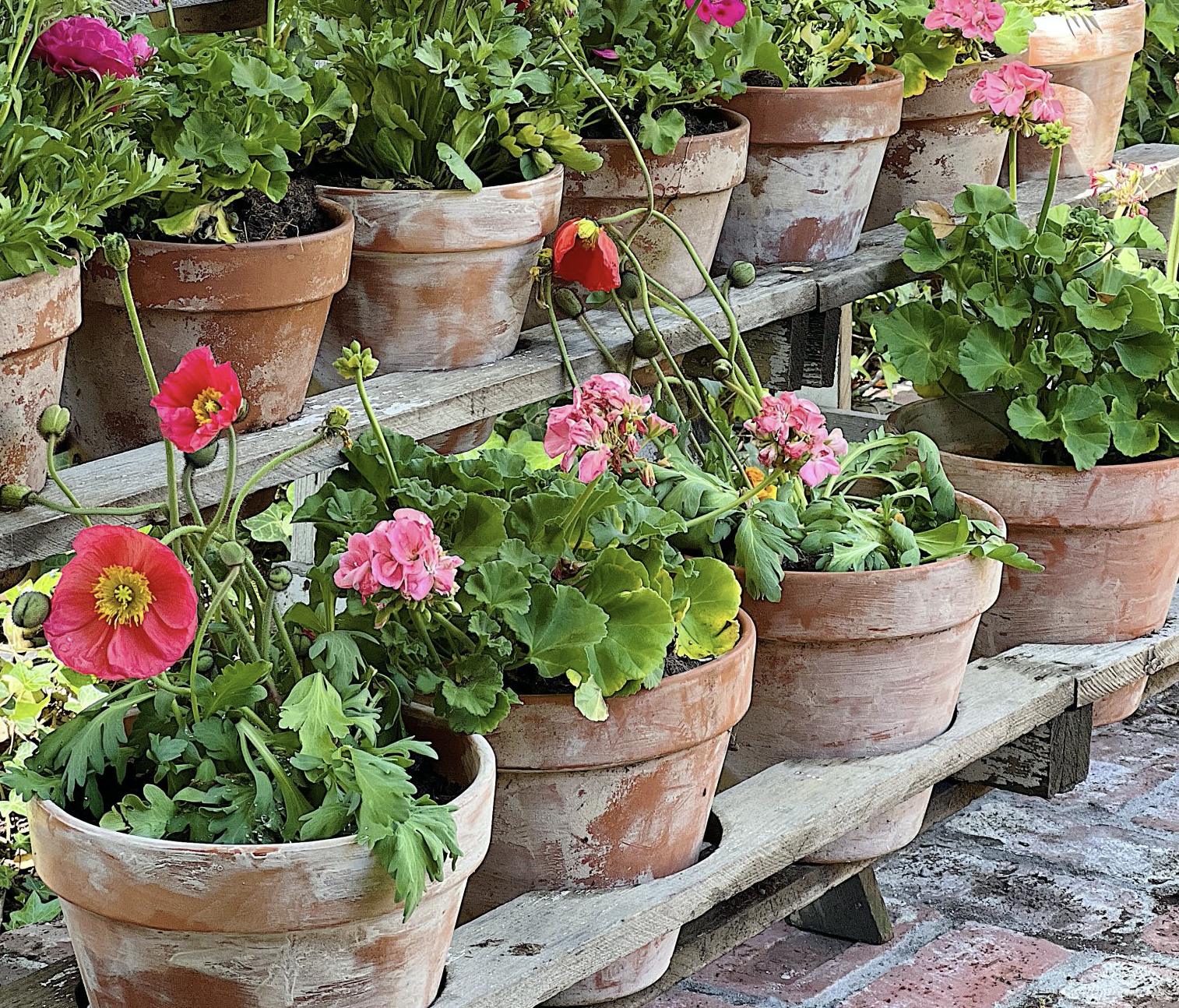 BLOOMING MARVELLOUS: Flowerpots marked the arrival of spring in the little streets off the Falls