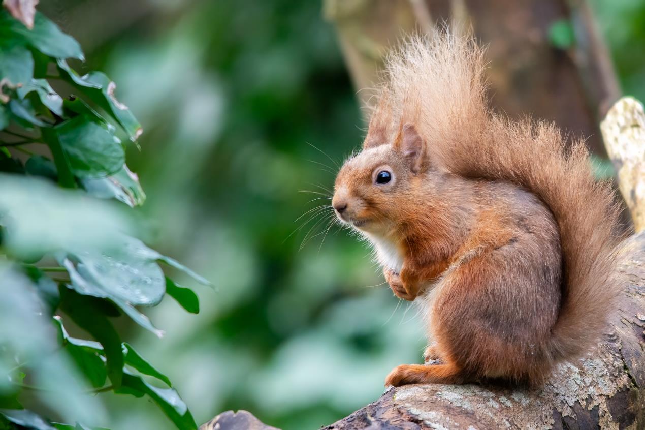 A red squirrel