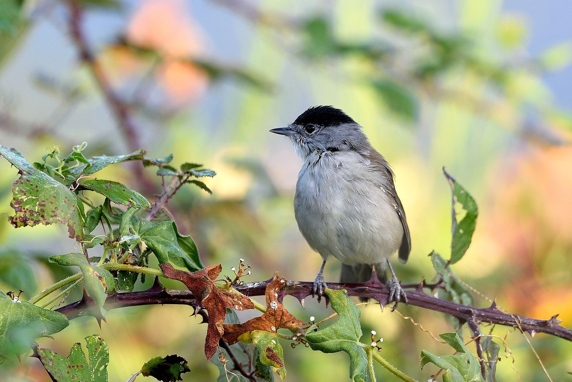 ADAPTING: The blackcap has changed its ways to allow it to stay in Ireland over the winter and give itself a spring advantage