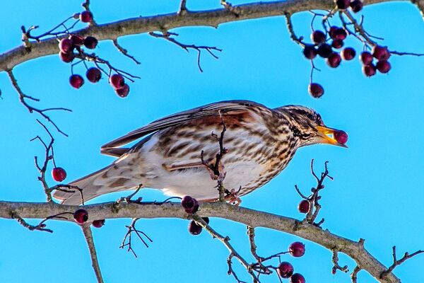 DÚLRA: The call of the redwing is the sound of autumn