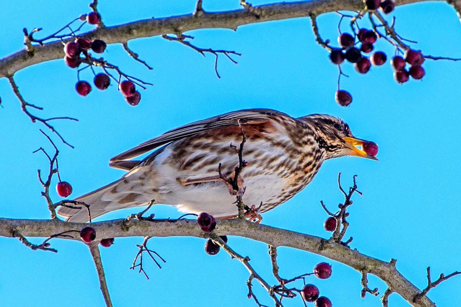CHANGING OF THE SEASON: A redwing feasting on haws is a familiar sight