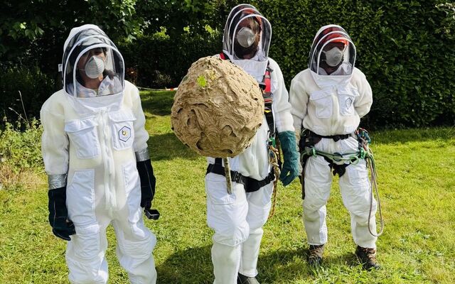 DÚLRA: Deadly Asian hornet nest discovered in Cork