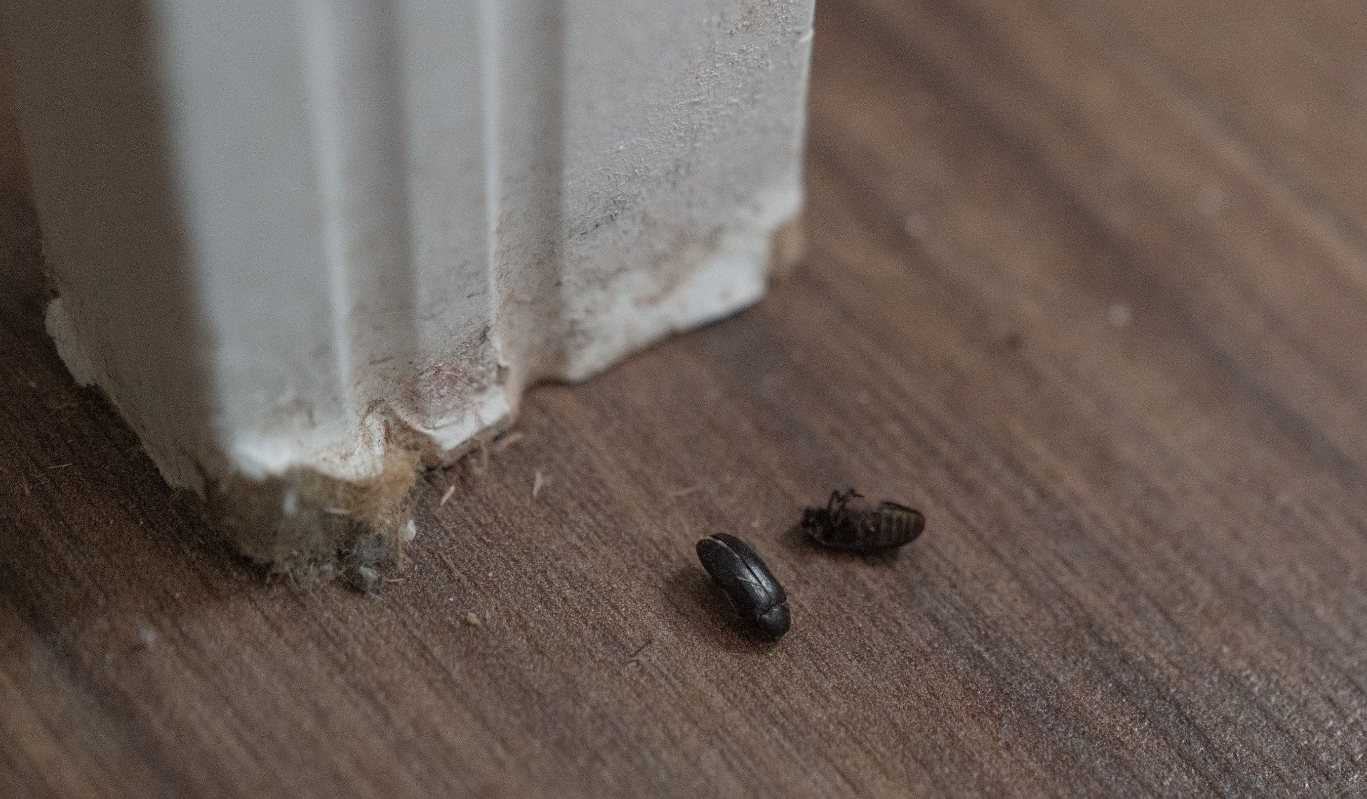 BUG INFESTATION: The beetle-type creatures in Megan\'s home
