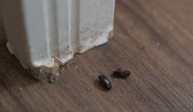 West Belfast mum's appeal to tackle bug infestation in her home