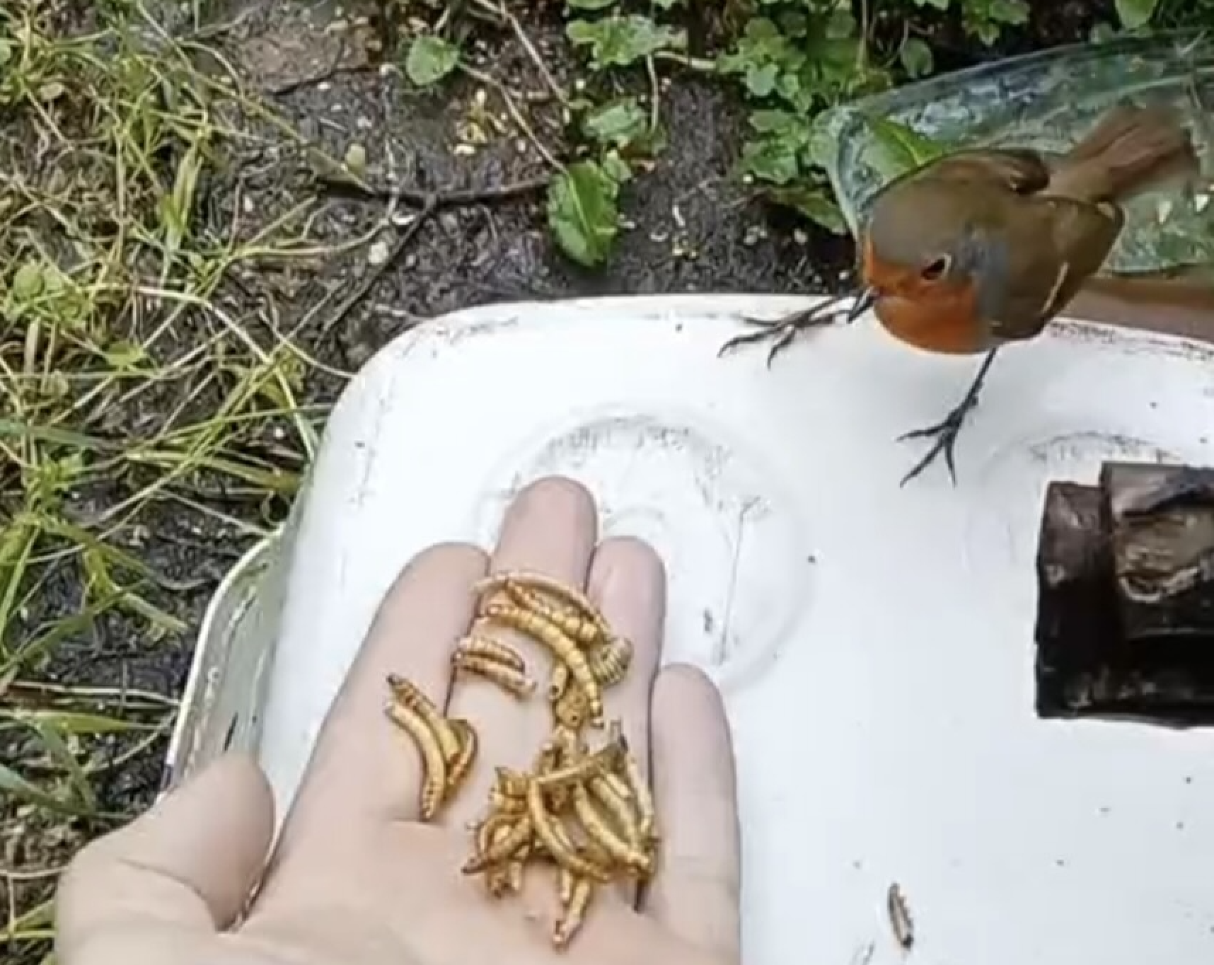 DINNERTIME: Shaws Road man Liam Garland has videoed himself feeding a robin in his garden