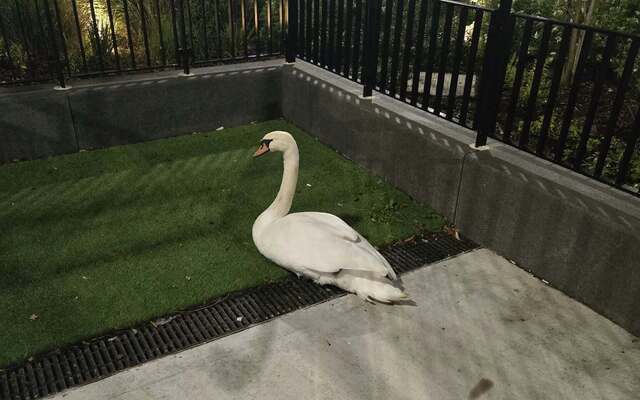 This Lagan love story has a very happy ending