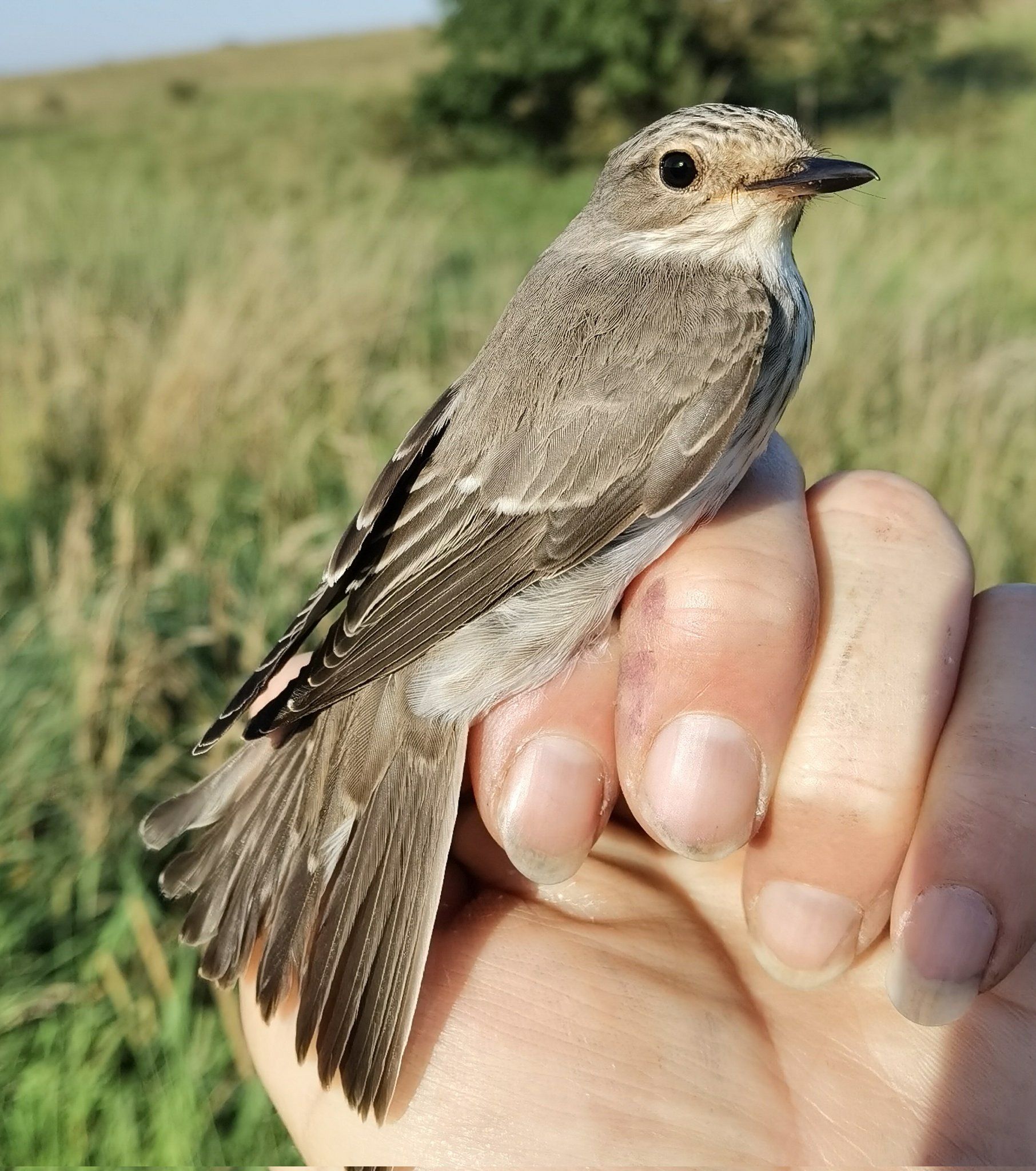 RED FLAG: The flycatcher is Ireland most endangered bird
