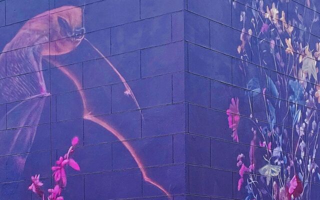 DÚLRA: Deadly visitor brings silence to the noisiest garden