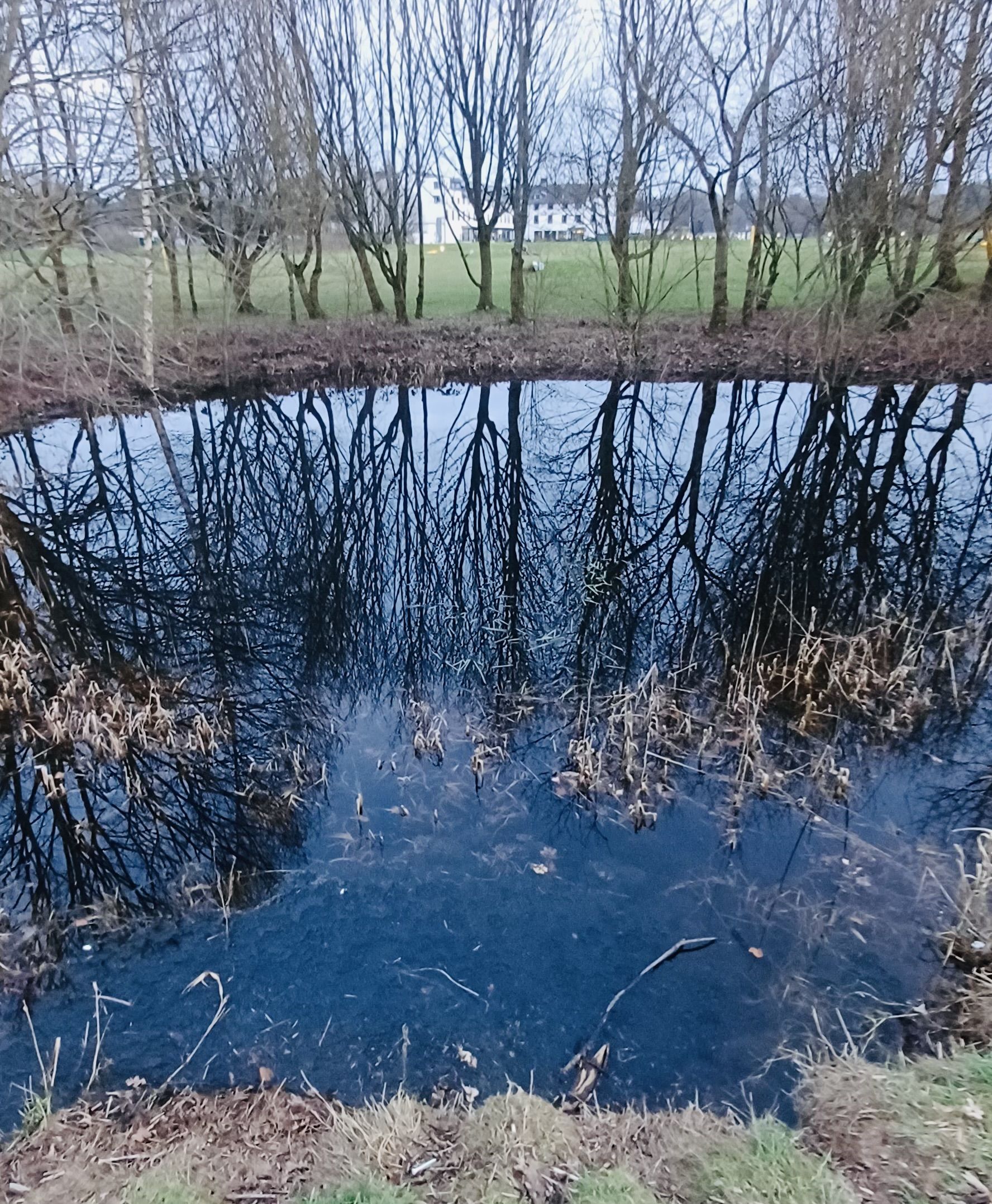 RICH PICKINGS: This Hilton golf course water hazard is full of frogspawn in the spring 