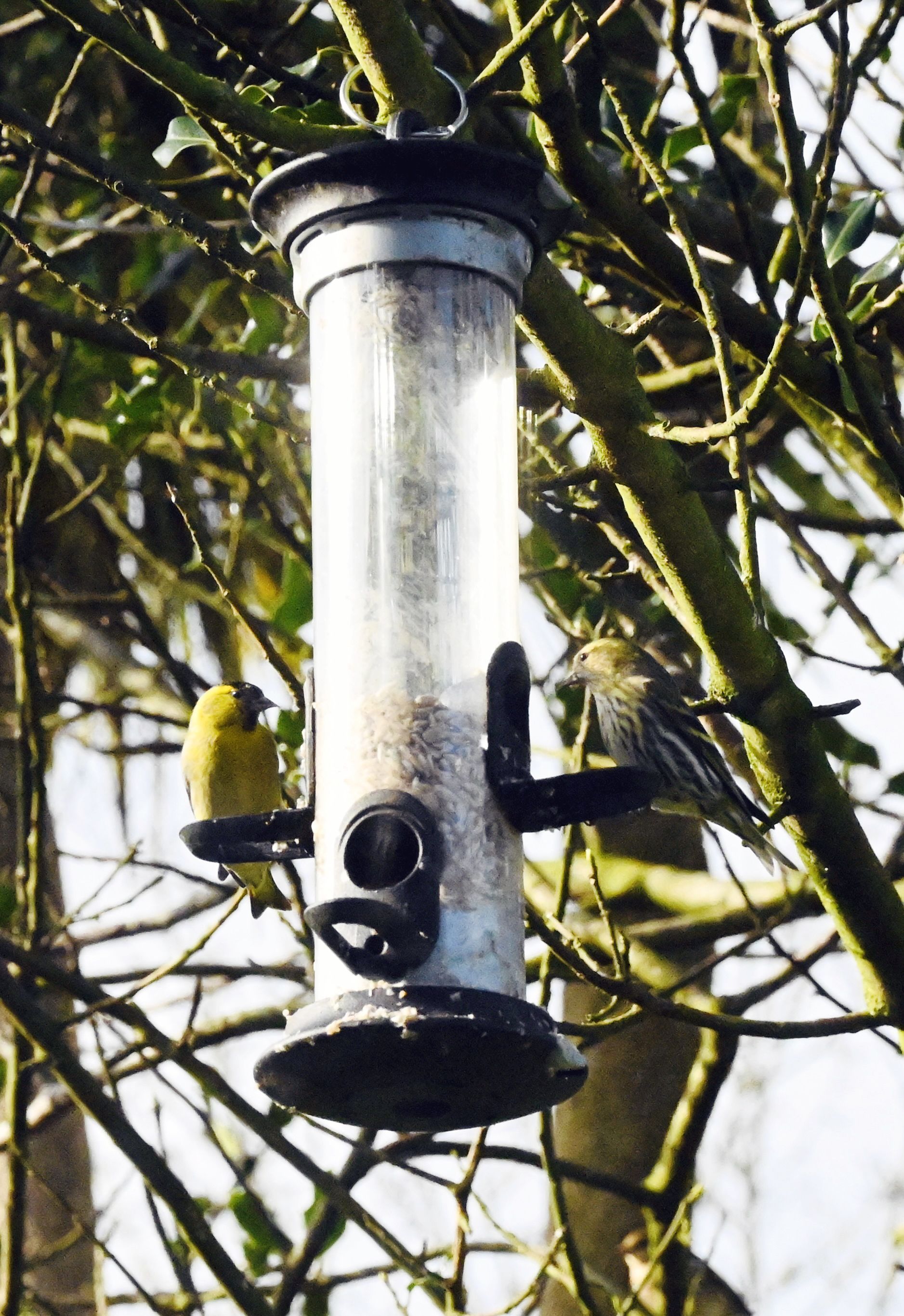 SAY CHEESE: The siskins on the bird feeder in Dúlra\'s garde