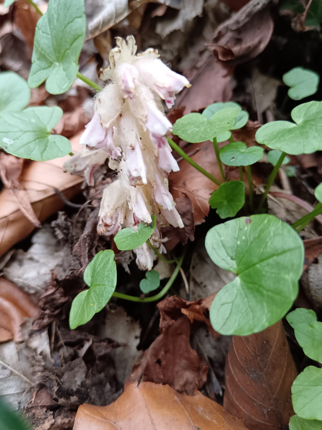 SPOTTED: Toothwort in the Falls Park 
