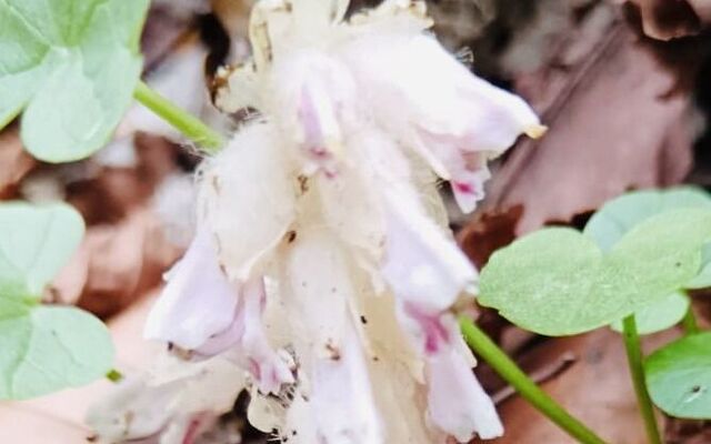 DÚLRA: This Falls Park find is one for the reference books