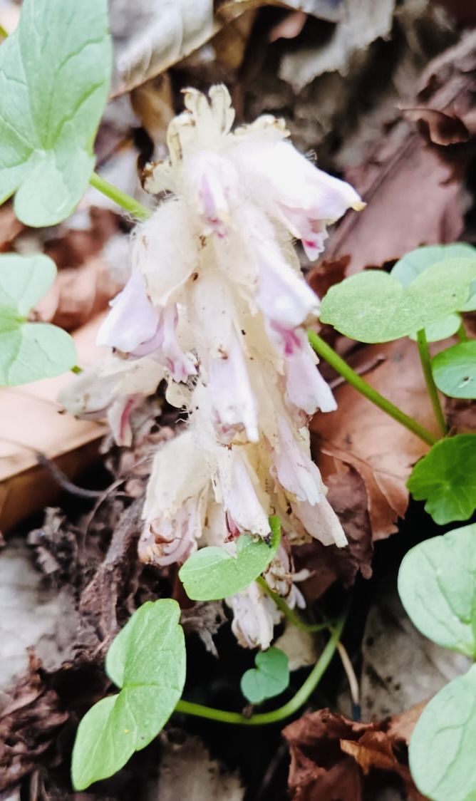 BACK AGAIN: The toothwort has not been seen in the Falls Park area for 200 years