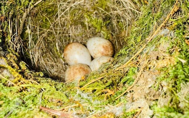 DÚLRA: Teatime once again for those busy garden robins