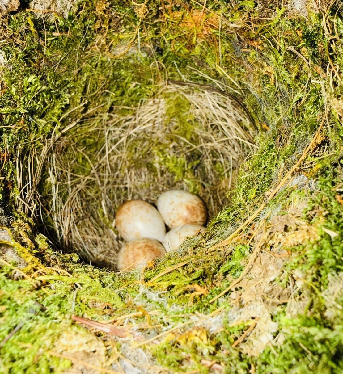 COSY CORNER: The first robin brood of the year – one or two more will follow