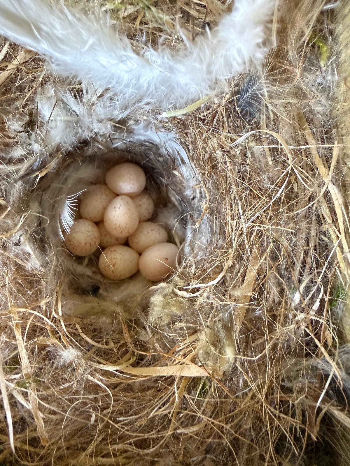 FULL HOUSE: Geordie Hynes’s blue tit has excelled herself this year