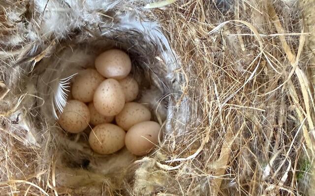 DÚLRA: Nature’s clock runs on time for a very good reason