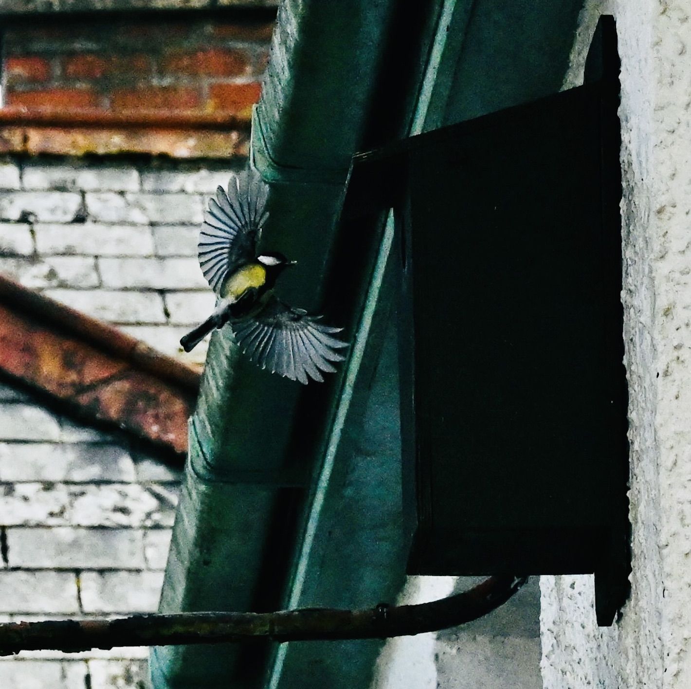 PROVIDER: The male great tit is busy feeding the chicks inside the nestbox in Dúlra’s eaves
