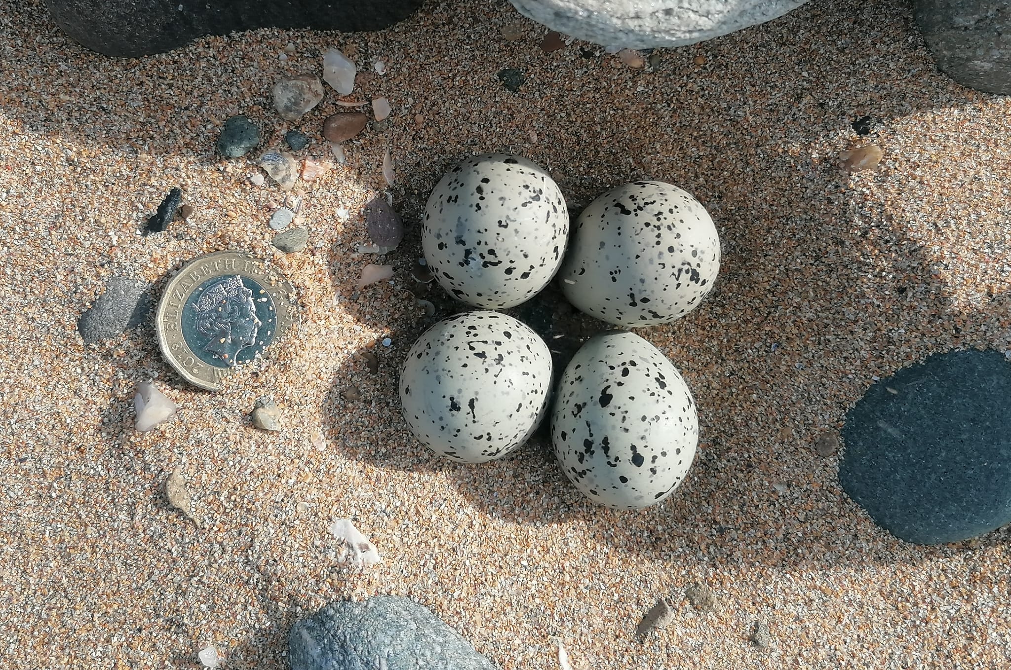 SPARTAN: The ringed plover doesn’t build a nest for its eggs, it just lays them in the sand (see pound coin for size comparison)