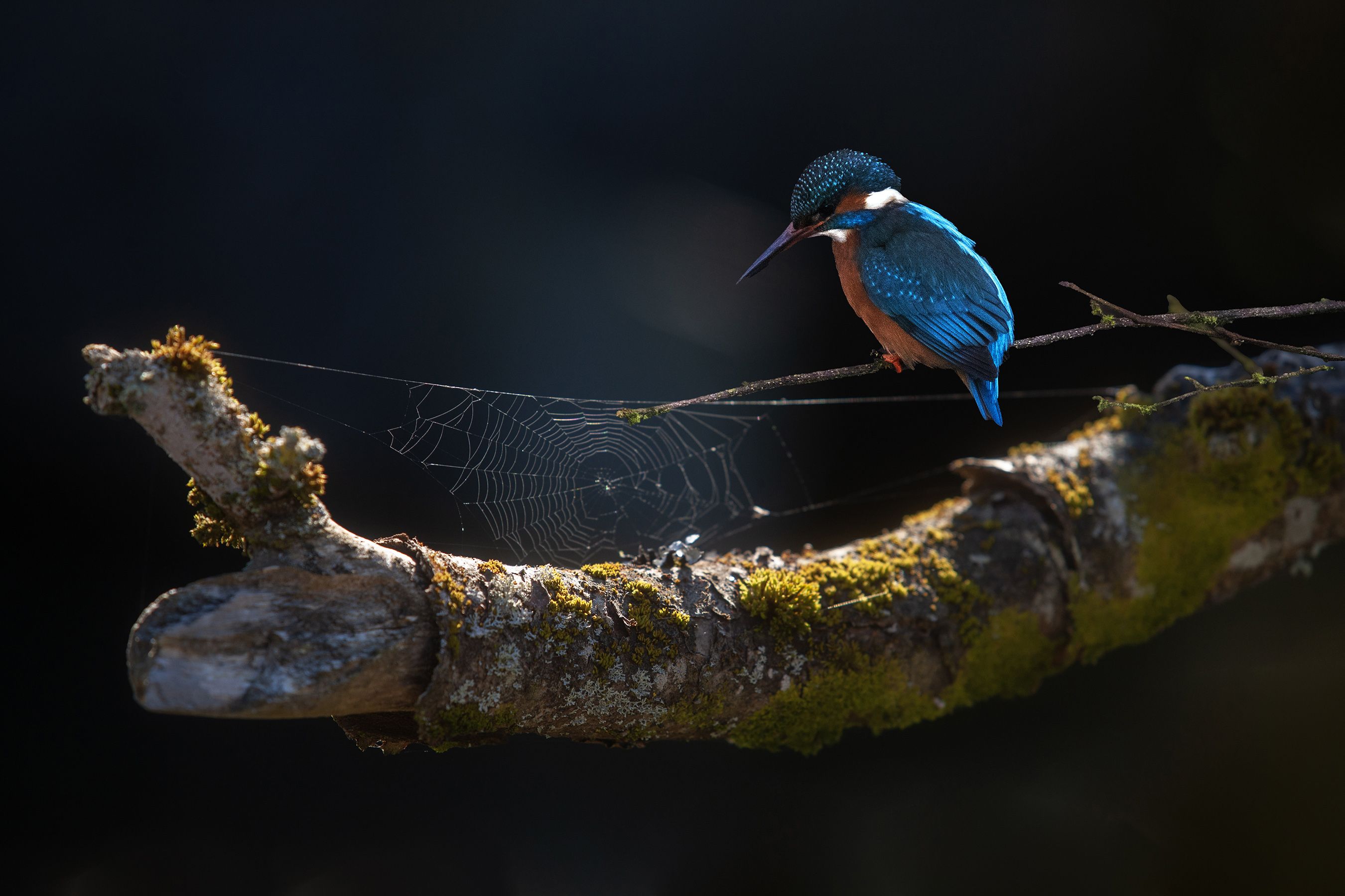 UNFORGETTABLE: The magnificent colours of the kingfisher are a real towpath treat