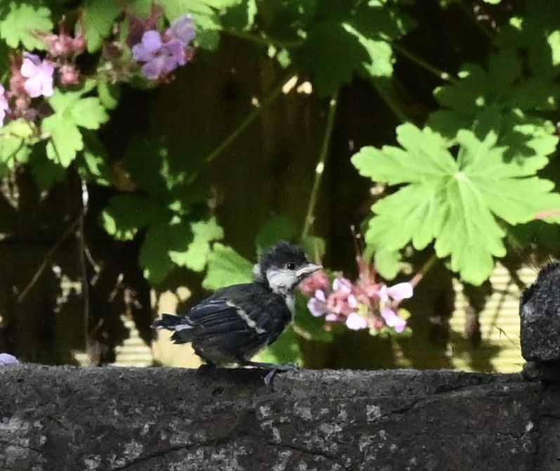DISHEVELLED: The fledgling great tit was in mortal danger during its first few moments after leaving the nest