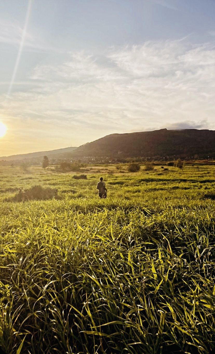 KEEPING HIS BALANCE: Dúlra wanders off amid the long grass with his trusty walking stick