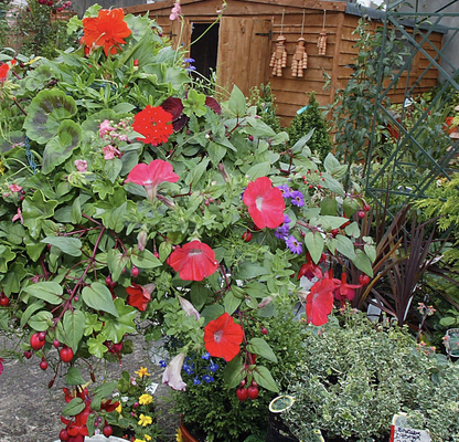 MINDFUL MOMENT: A flowering of thoughts in my West Belfast garden