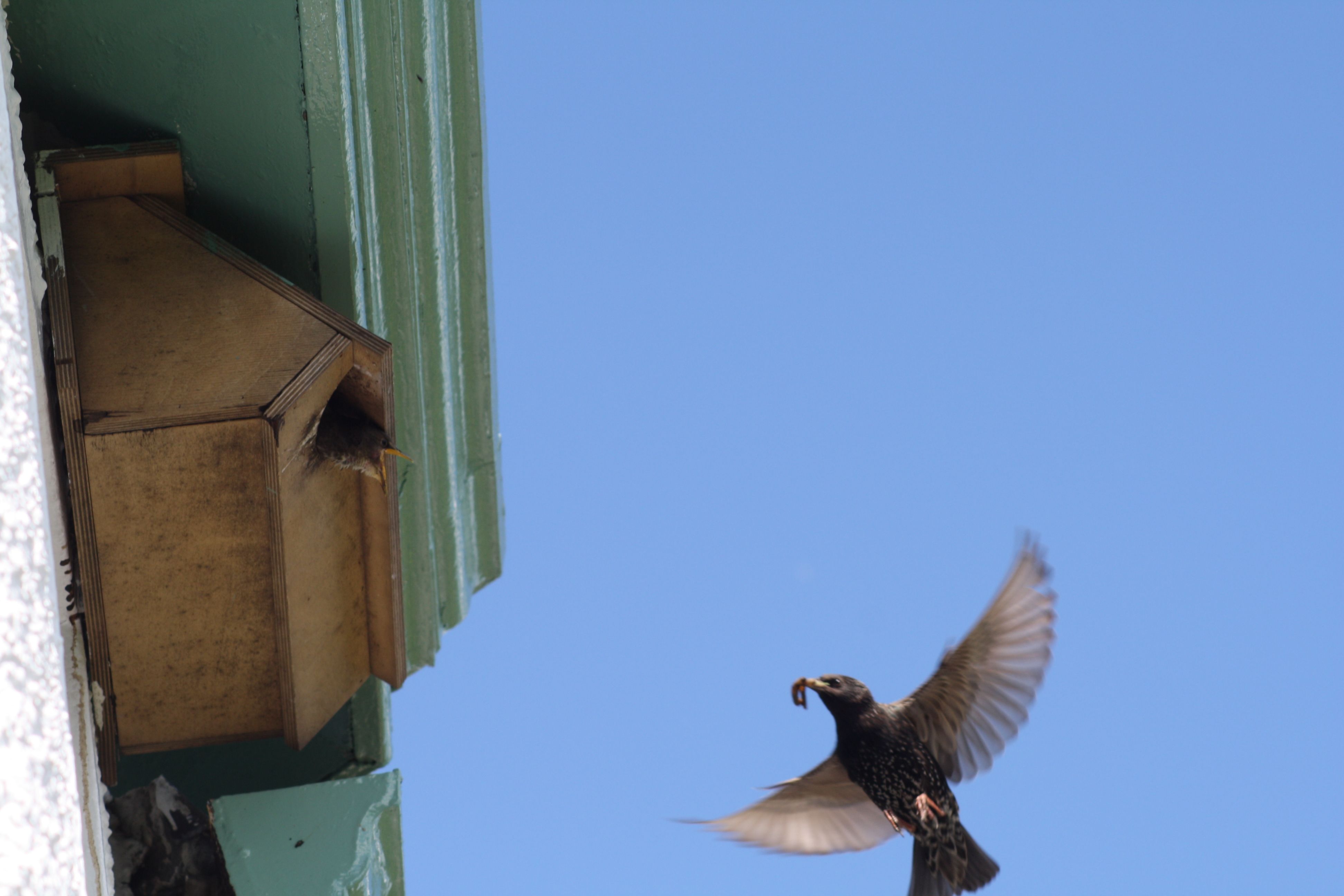 EMPTY MOUTHS: Feeding time for the starlings at Dúlra\'s house