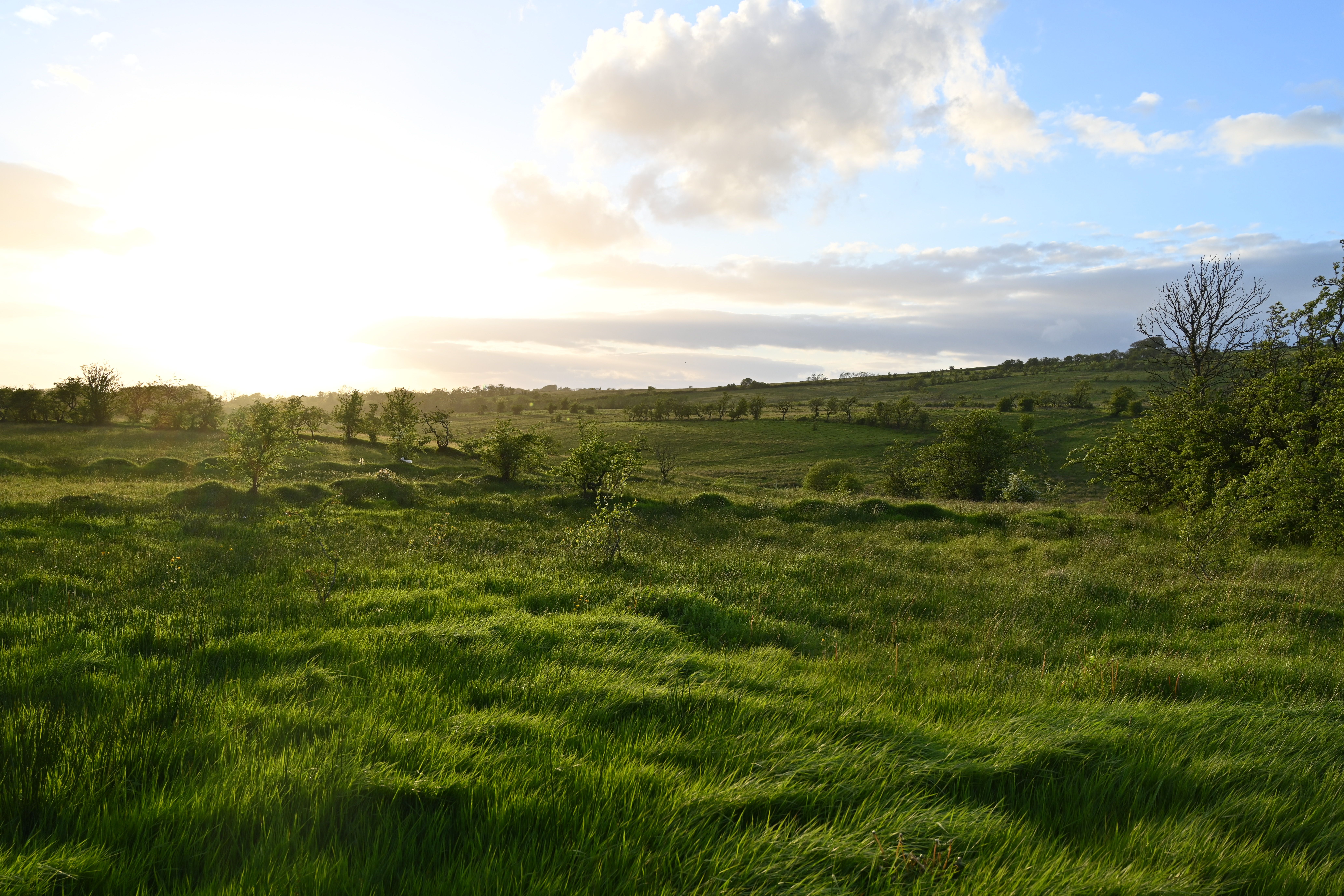 EVOCATIVE: The cuckoo is heard on Slievenacloy – even when it’s on neighbouring Colin; it favours hijacking the meadow pipit’s nest.