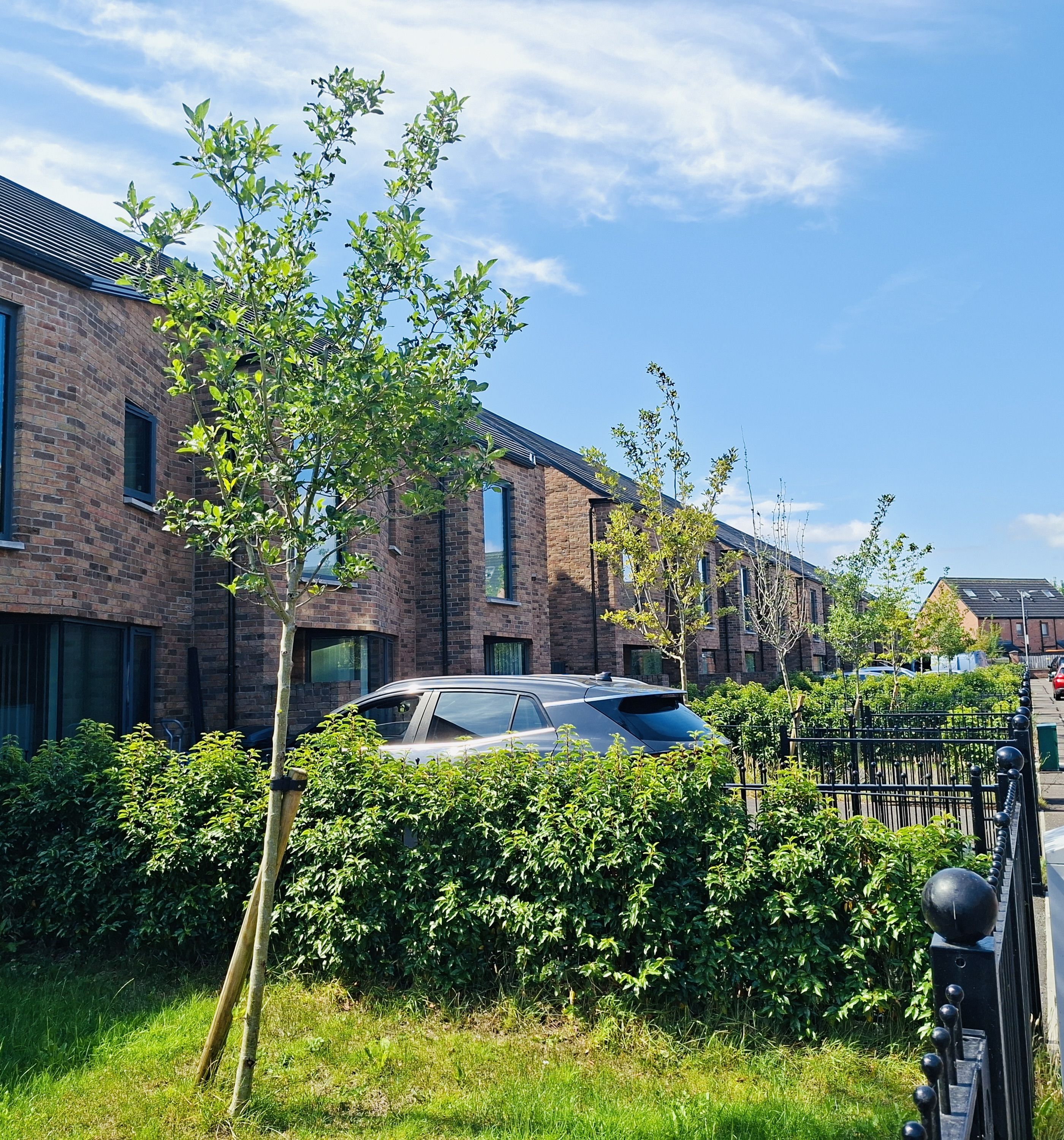 BEAUTY: Rowan trees going in the new housing development at Ross Street Mews