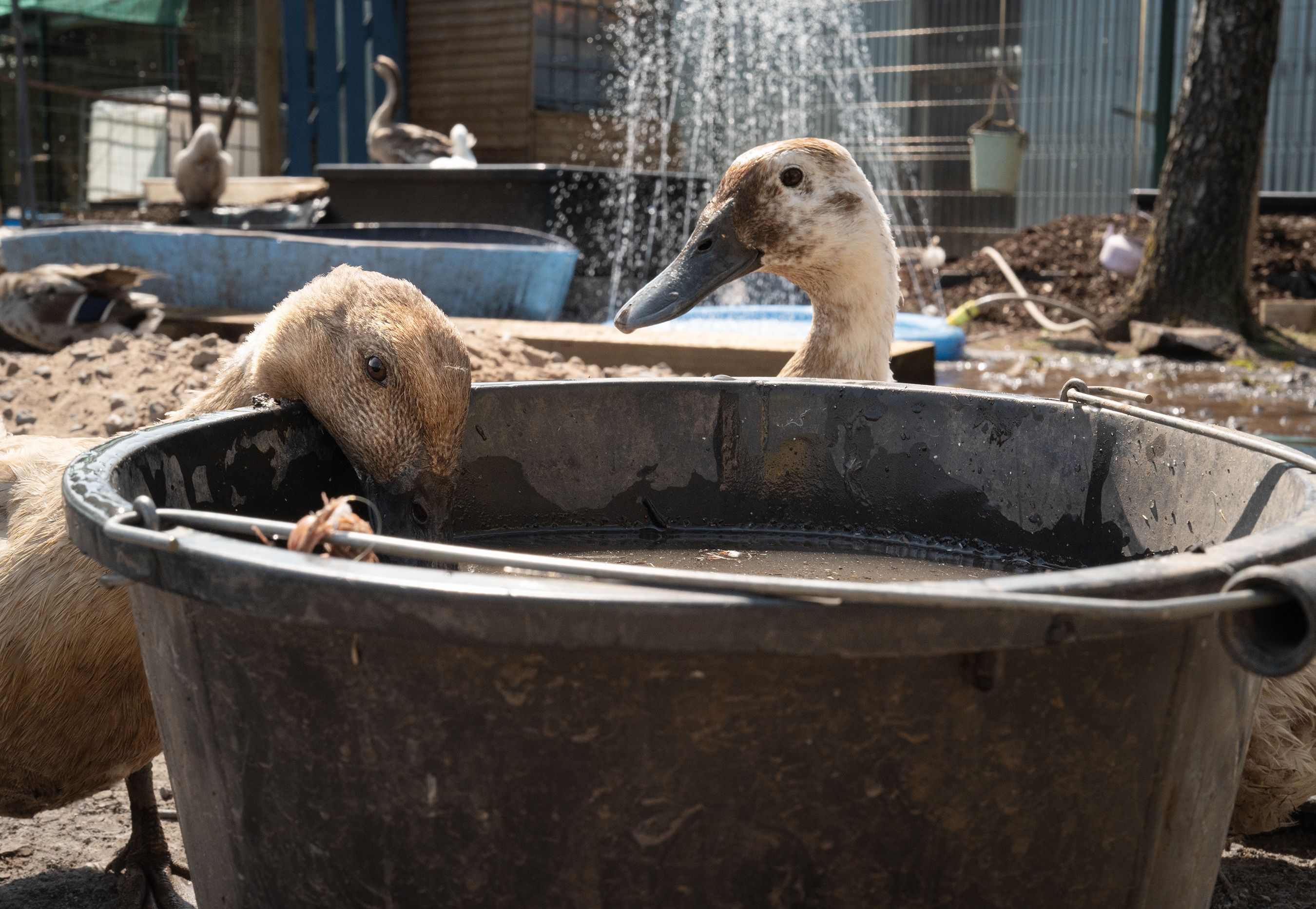 KEEPING COOL: The ducks at St James\' Farm are in the shade