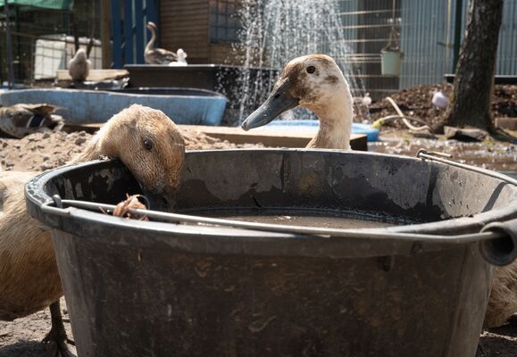Extra efforts made to keep animals safe during hot weather at St James' Community Farm