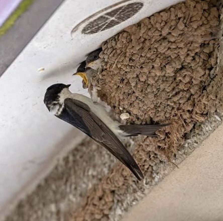  GRUB\'S UP: Feeding time for these house martin chicks
