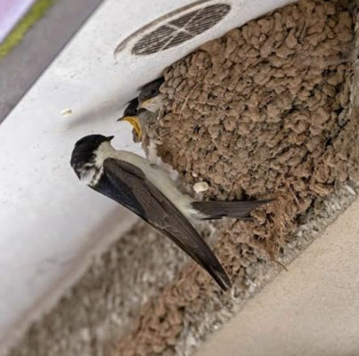 DÚLRA: Kildare case is a warning to cautious house martins