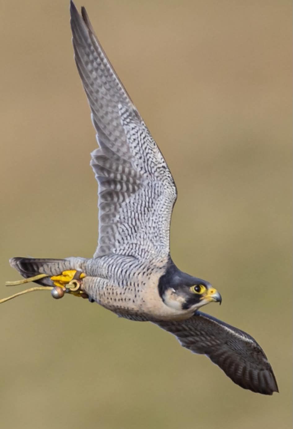 MISSING: Blue, the peregrine falcon has been missing since Thursday