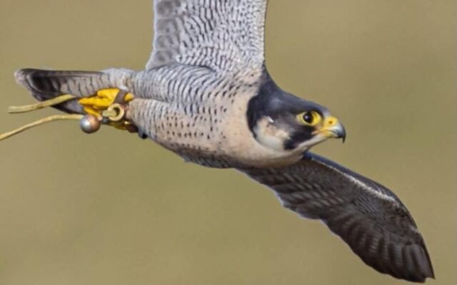 West Belfast man appeals to public to help find missing peregrine falcon